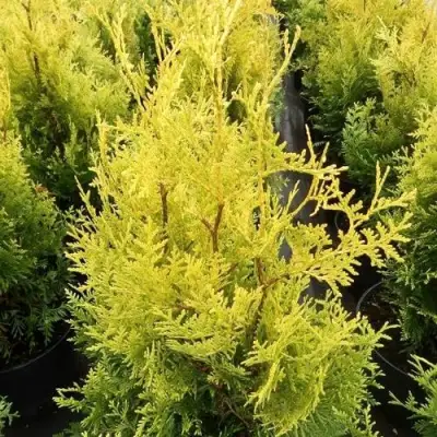 Туя ГОЛДЕН БРАБАНТ западная в Колодищи