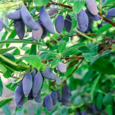 Жимолость съедобная БЛЮ БАНАНА (ГОЛУБОЙ БАНАН) в Колодищи