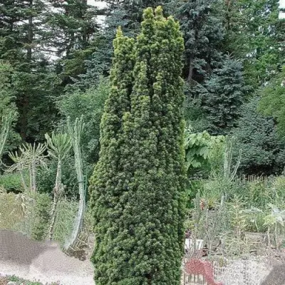 Тис ФАСТИГИАТА РОБУСТА  ягодный  в Колодищи