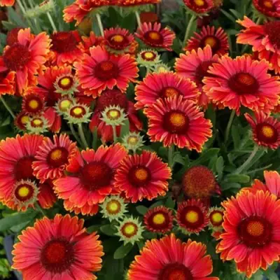 Гайлардия АРИЗОНА РЕД ШЕЙДС в Колодищи