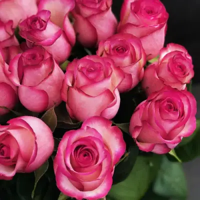 Роза КАРУСЕЛЬ чайно-гибридная в Колодищи