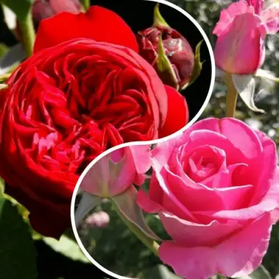 Комплект РОМАНТИЧЕСКИЙ БУКЕТ в Колодищи