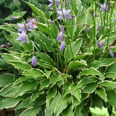 Хоста СТИЛЕТТО гибридная в Колодищи