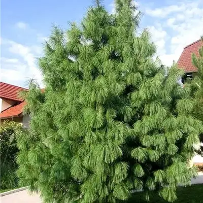 Сосна гриффита в Колодищи