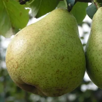 Груша ПЛАТОНОВСКАЯ в Колодищи