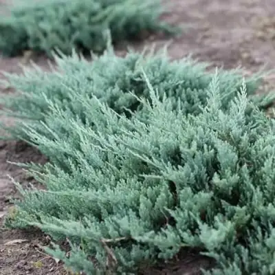 Можжевельник БЛЮ ЧИП горизонтальный  в Колодищи