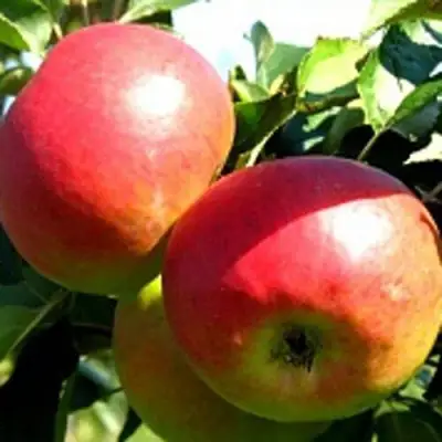 Яблоня СОКОЛОВСКОЕ стелющаяся в Колодищи