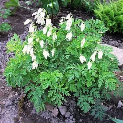 Дицентра красивая АВРОРА в Колодищи