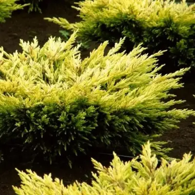 Можжевельник ЛАЙМ ГЛОУ горизонтальный  в Колодищи