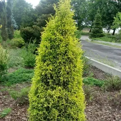 Можжевельник ГОЛД КОН обыкновенный в Колодищи