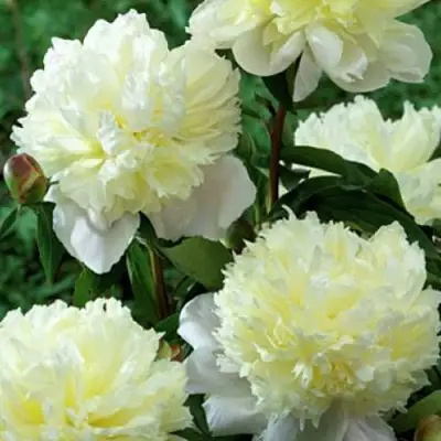 Пион ЛАУРА ДЕСЕРТ травянистый в Колодищи