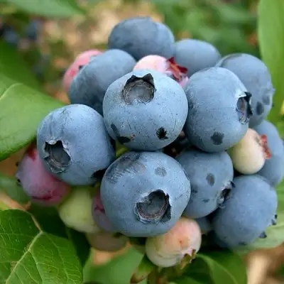 Голубика КОЛЛИНЗ в Колодищи