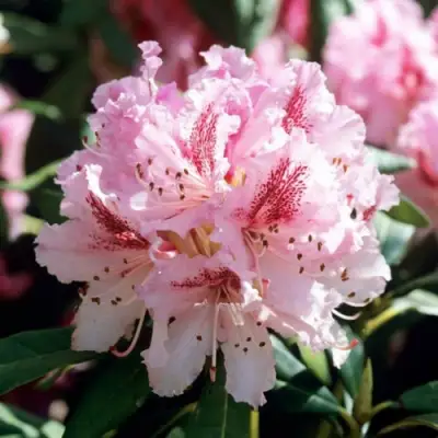 Рододендрон ЧИР в Колодищи