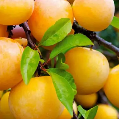 Слива МЕДОВАЯ ЖЁЛТАЯ в Колодищи