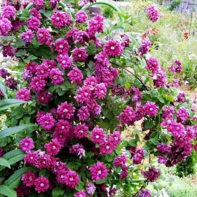 Клематис ПУРПУРЕА ПЛЕНА ЭЛЕГАНС в Колодищи