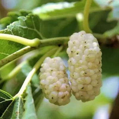 Шелковица БЕЛАЯ АЛЬБА в Колодищи