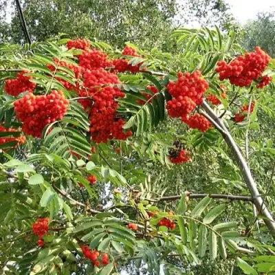 Рябина САХАРНАЯ ПЕТРОВА сладкоплодная в Колодищи