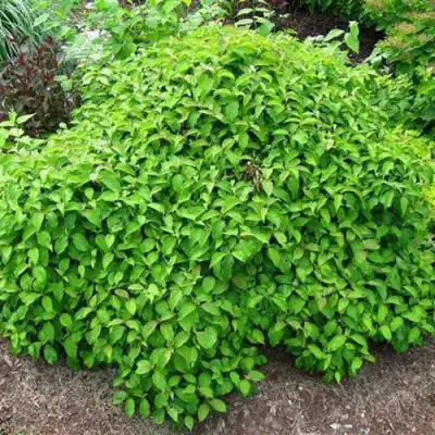 Дерен КЕЛСЕИ шелковистый  в Колодищи