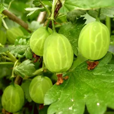 Крыжовник МАЛАХИТ в Колодищи