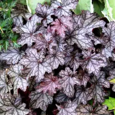 Гейхера ШУГА ФРОСТИНГ в Колодищи