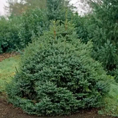 Ель НАНА сербская в Колодищи