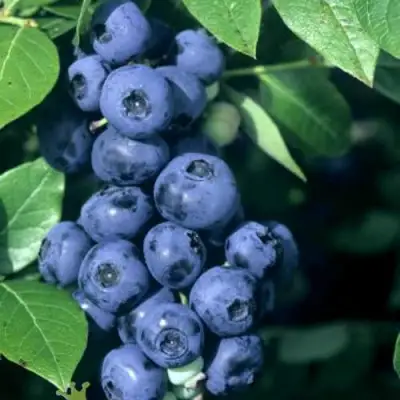 Голубика НОРТ КАНТРИ в Колодищи