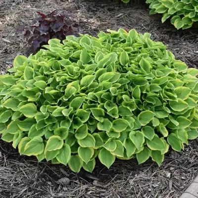 Хоста ГОЛДЕН ТИАРА в Колодищи