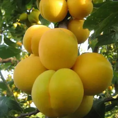 Слива ЛОДВА в Колодищи