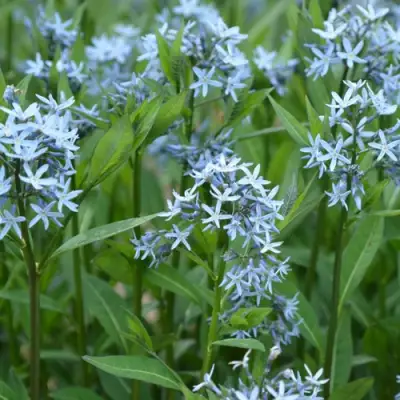 Амсония иволистная в Колодищи