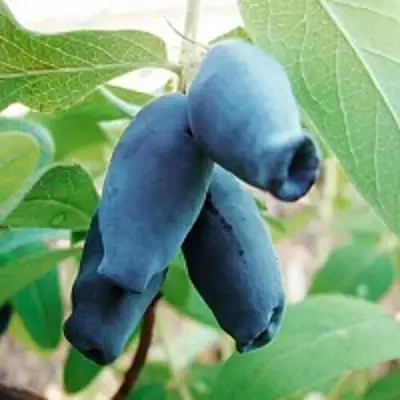 Жимолость съедобная АМФОРА в Колодищи