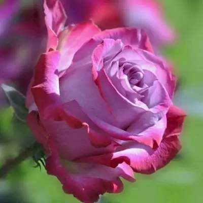 Роза ДИП ВОТЕР чайно-гибридная в Колодищи