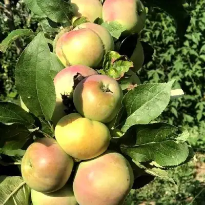 Яблоня ПРИОКСКОЕ колонновидная в Колодищи