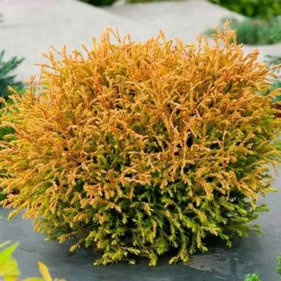 Туя ГОЛДЕН ТАФФЕТ западная в Колодищи