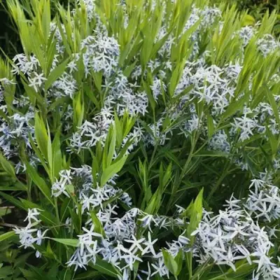 Амсония иволистная в Колодищи