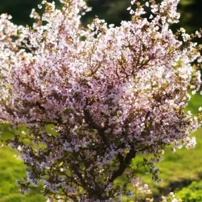 Сакура КОЙО НО МАЙ в Колодищи