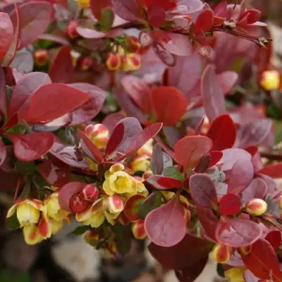 Барбарис КАРМЕН тунберга в Колодищи