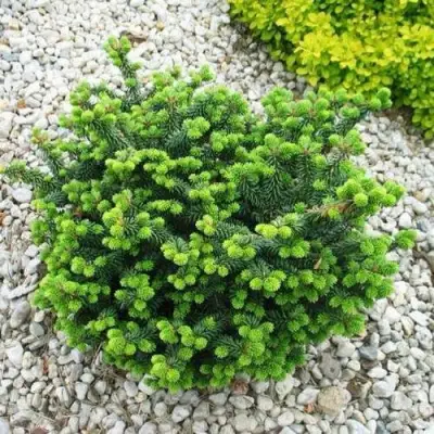 Пихта НАНА бальзамическая в Колодищи