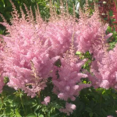 Астильба ЭДЕНС ОДИССЕЙ Арендса в Колодищи