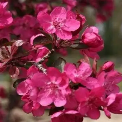 Яблоня РЕД КЕТТИ в Колодищи