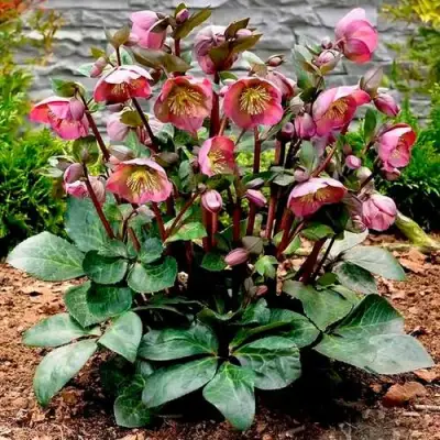 Морозник ВОСТОЧНЫЙ в Колодищи