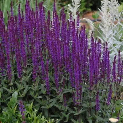 Шалфей КАРАДОНА в Колодищи