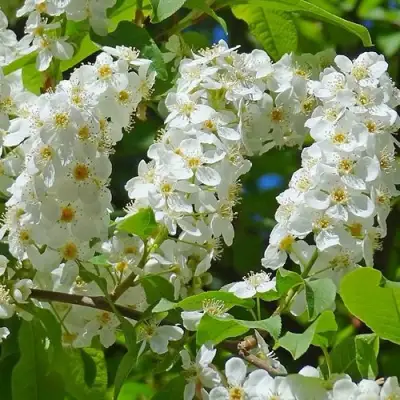 Черемуха ЧАЙКА в Колодищи