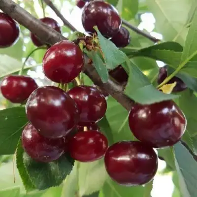 Дюк СЛАВЯНКА в Колодищи