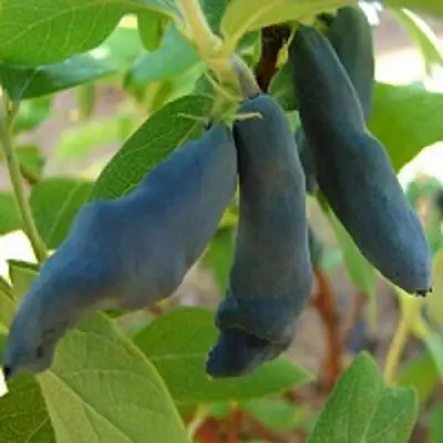 Жимолость съедобная НИМФА (ГАММА) в Колодищи