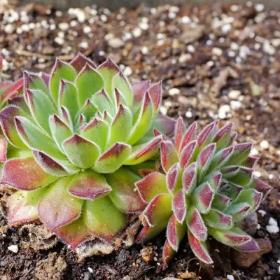 Молодило РУССКОЕ в Колодищи