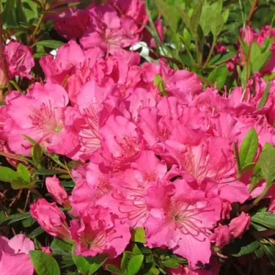 Азалия КИРСТИН японская в Колодищи