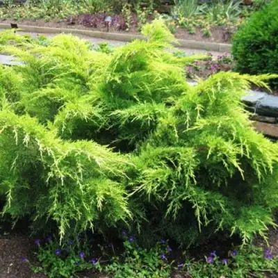 Можжевельник ГОЛД КОСТ средний в Колодищи