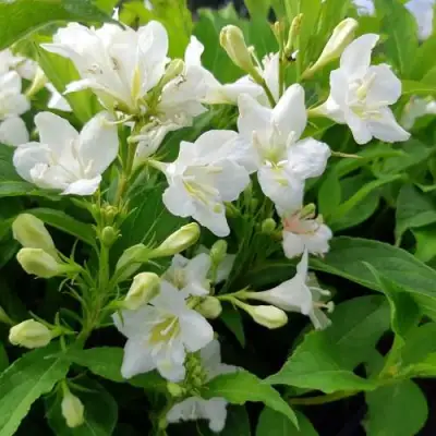 Вейгела БРИСТОЛЬСКАЯ СНЕЖИНКА в Колодищи