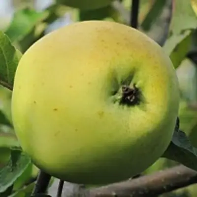 Яблоня РОССИЯНКА в Колодищи