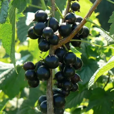 Смородина черная ВОЛОГДА в Колодищи